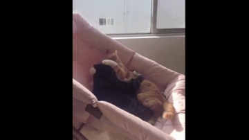 Topganhotty  03-08-2021 video wild